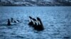 Госдума не стала запрещать отлов китов для океанариумов