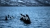 Депутаты Госдумы отказались запретить в России отлов китов