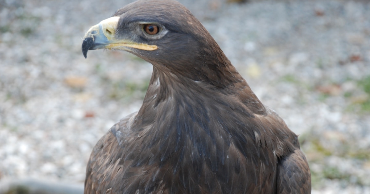 Чакра орналасу диаграммасы