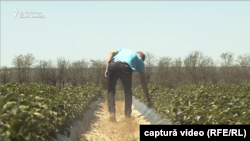 Fermele mari au primit până acum o mare parte din fondurile europene pentru agricultură. Fermele mici și mijlocii au rămas în urmă.