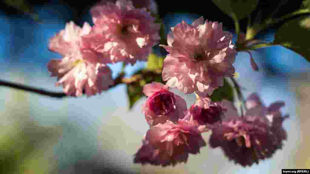 По словам директора ботанического сада Анны Репецкой, такого вида растения, как сакура, не существует, дескать, в Японии сакурой называют цветущие миндаль, персик, сливу