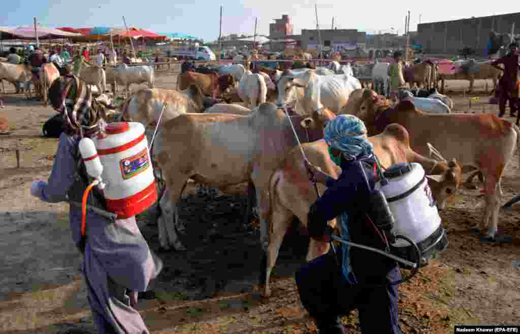 Health workers spray disinfectant on sacrificial animals amid concerns over the spread of the coronavirus ahead of the Muslim festival of Eid al-Adha at an animal market in Hyderabad in southern Pakistan. Eid al-Adha, also known as the Festival of the Sacrifice, is the second and holiest of the two main Islamic holidays celebrated each year. (epa-EFE/Nadeen Khawar)