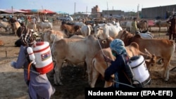 Health workers spray disinfectant on sacrificial animals amid concerns over the spread of the coronavirus ahead of the Muslim festival of Eid al-Adha in Hyderabad.