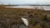 A dead fish washes up on the banks of the Ambarnaya River outside Norilsk following a recent oil spill there that caused extensive damage. 