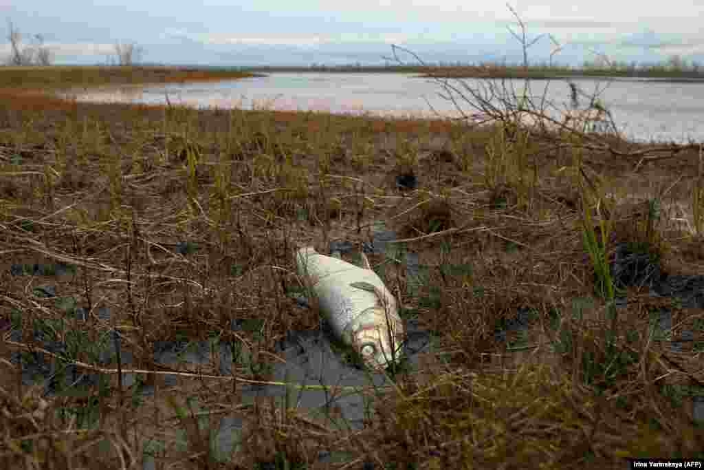 A dead fish washes up on the banks of the Ambarnaya River outside Norilsk following the May fuel spill.&nbsp;Norilsk Nickel, the world&rsquo;s largest producer of nickel and palladium, is controlled by Russia&#39;s richest man, Vladimir Potanin, whose fortune is estimated by Forbes at $23.5 billion.