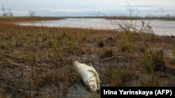 A dead fish washes up on the banks of the Ambarnaya River outside Norilsk following a recent oil spill there that caused extensive damage. 
