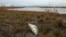 A dead fish washes up on the banks of the Ambarnaya River outside Norilsk following a recent oil spill there that caused extensive damage. 
