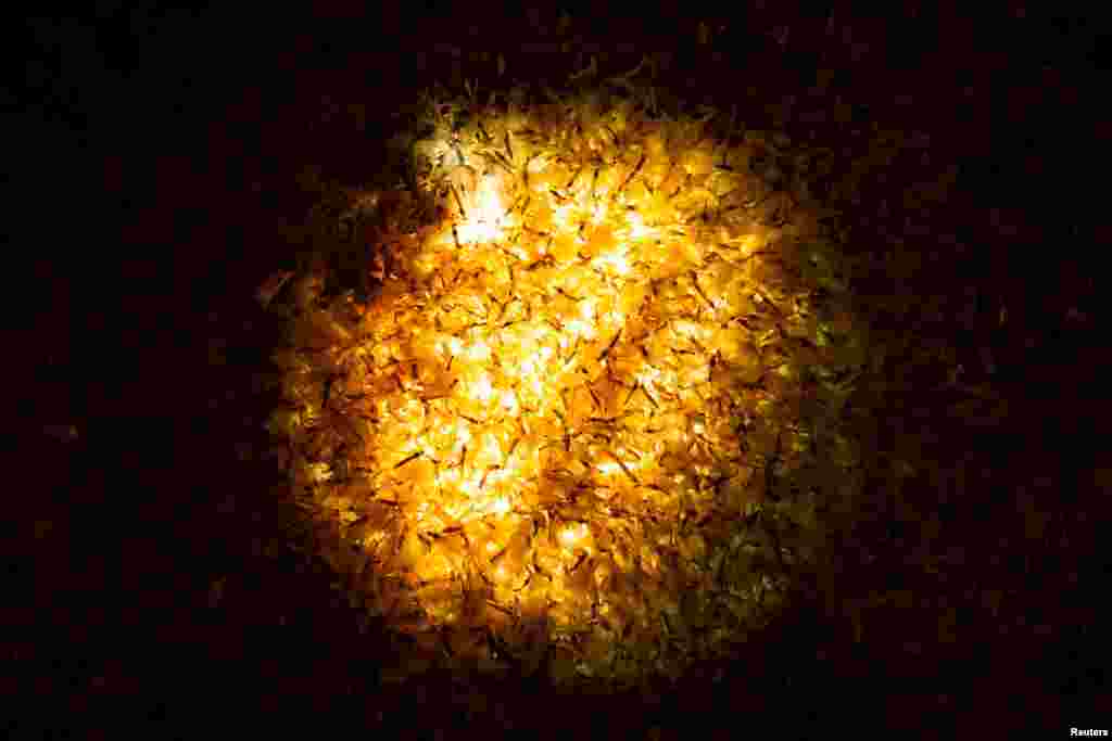 Mayflies lie on a sidewalk-embedded street lamp near the Danube River in Budapest, Hungary.