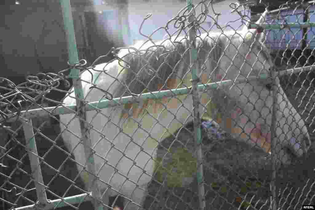 “Ошиқон”-и ҳайвонот #26