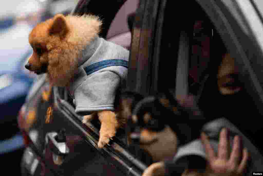 Собачки выглядывают из окон автомобиля во время благословения животных в Кесон-Сити