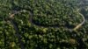 Erdő szegélyezi a Combu patak vonalát Belem városa közelében, Brazíliában 2023. augusztus 6-án (képünk illusztráció)