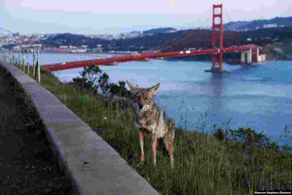 A coyote in front of the Golden Gate Bridge in San Francisco on April 7.