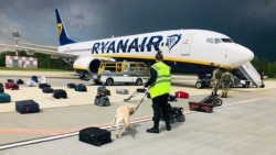 Досмотр багажа пассажиров самолета ирландской компании в Минске. 23 мая 2021 года