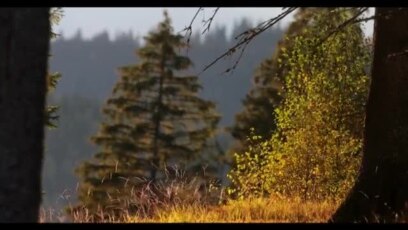 În sălbăticie: animale filmate în pădurile României