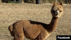 Лама, илустрација 