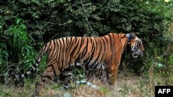 آرشیف- عکس جنبه تزئینی دارد