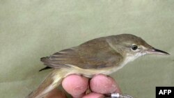 A large-billed reed-warbler 