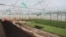Теплица в Сарыагашском районе Туркестанской области.