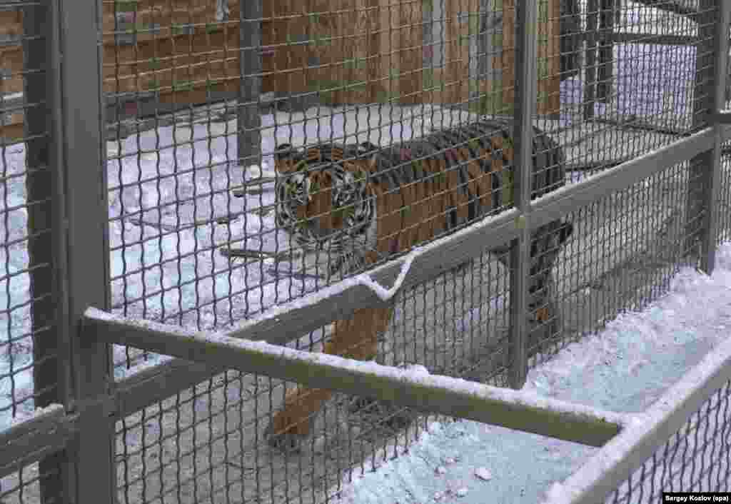 Тигр в екопарку «Фельдман» після російського удару 1 січня 2026 року.Журналісти Радіо Свобода зателефонували в екопарк «Фельдман» 2 січня, проте його співробітники відмовилися надавати коментарі