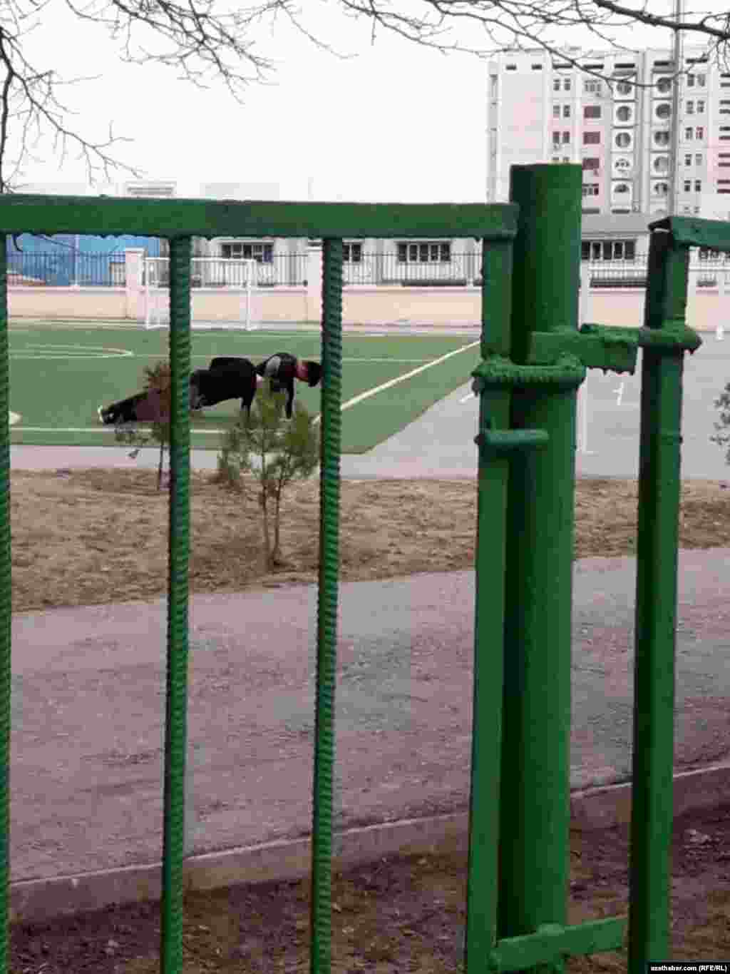 Sport we körpeleriň oýnamagy üçin niýetlenen zolak, Aşgabat&nbsp;