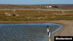 Фолкленські (Мальвінські) острови. Фото ілюстративне 