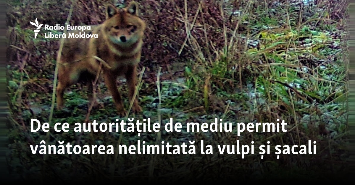De ce autoritățile de mediu permit vânătoarea nelimitată la vulpi și șacali