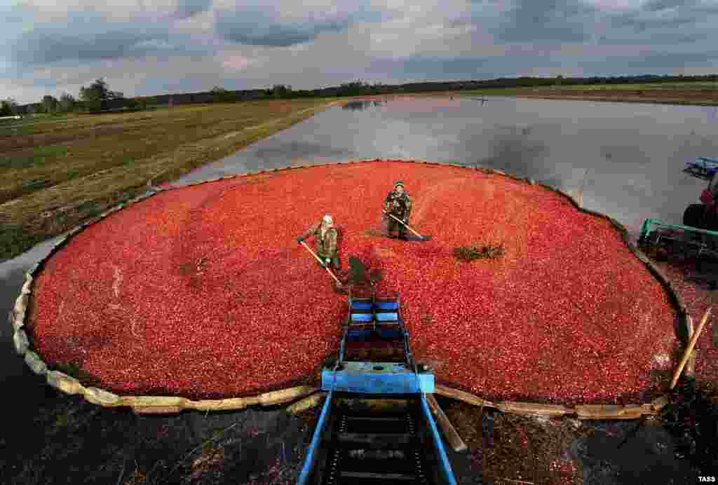 Local villagers collect cranberries during a harvest at a farm in Belarus&#39;s Brest region. (TASS/Viktar Drachev)