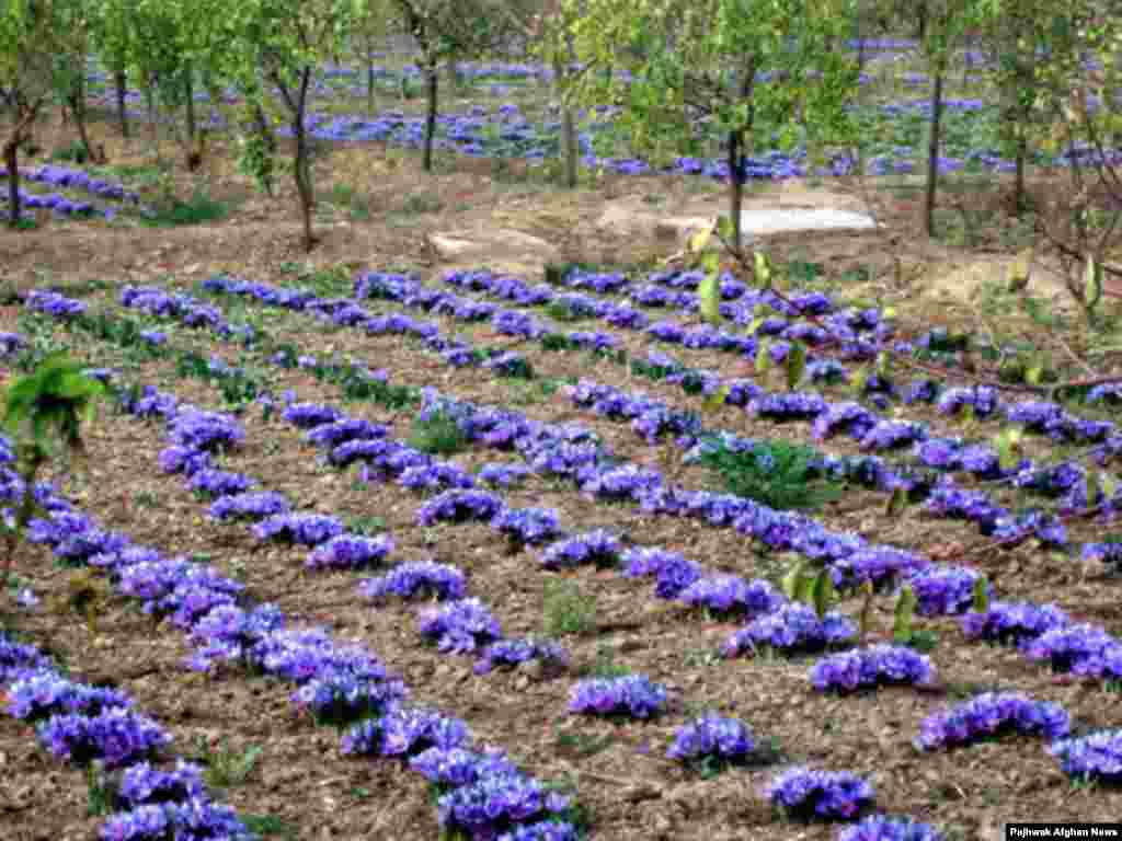 Zəfəran. Hökumət fermerlərin xaşxaş əvəzinə zəfəran əkməsinə çalışır. Zəfəran da gəlirlidir.&nbsp;