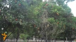 په ننګرهار کې نیالګي کښینول کیږي