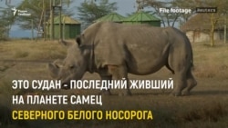 Умер последний самец белого носорога