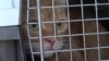 'They Save Us': Ukrainian Volunteers Rescue Pets Under Fire GRAB