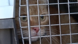 'They Save Us': Ukrainian Volunteers Rescue Pets Under Fire
