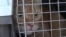 'They Save Us': Ukrainian Volunteers Rescue Pets Under Fire GRAB