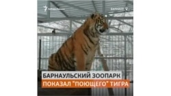 Барнаульский зоопарк показал "поющего" тигра