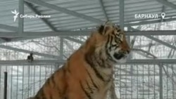 Барнаульский зоопарк показал "поющего" тигра