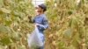 Iraq - A man picking cucumbers in a greenhouse, Karbala, 31May2013