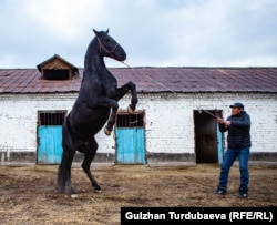 Көк бөрүнүн аттарын таптаган саяпкер Таалайбек Мырзакматов.