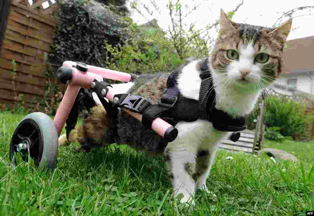 Brigitta, a handicapped cat, uses her walking frame in Celle in central Germany. Brigitta was paralyzed after being wounded by an air rifle. A supporter of an aid organization for stray animals was so touched by Brigitta&#39;s fate that she decided to bring the animal from Bulgaria to Celle and to have the walker built. (AFP/Holger Hollemann)