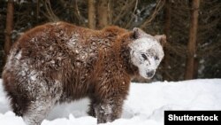 Бурый медведь, архивное фото