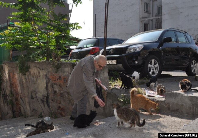 Житель Стамбула кормит бродячих кошек