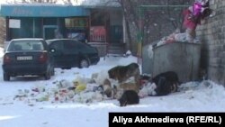 Бродячие собаки на городской свалке. Талдыкорган, 25 января 2012 года.