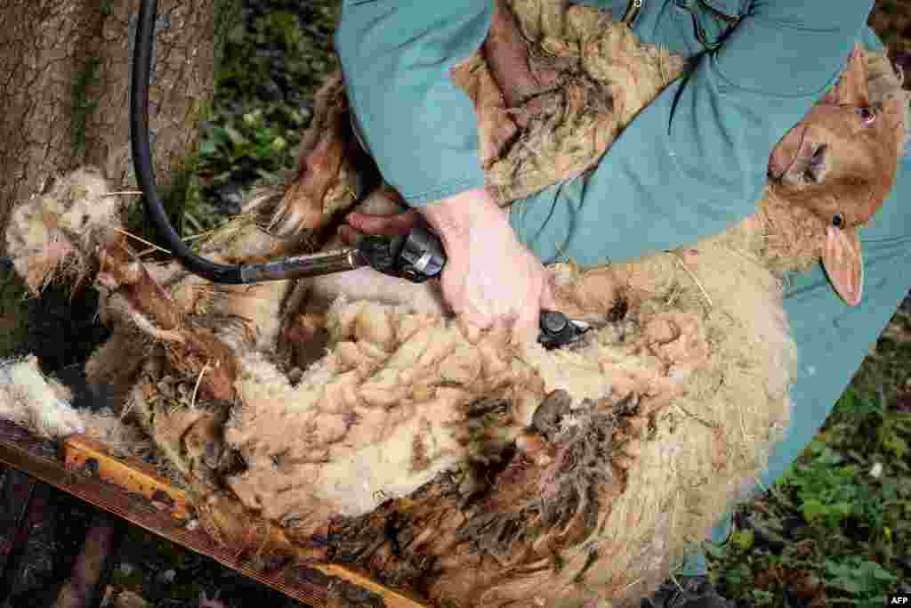 Shearer Thomas Kropfelder fleeces a fox sheep in Busbach, Germany. (AFP/David Ebener)