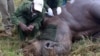 A Kenya Wildlife Service veterinarian prepares to fit a radio transmitter onto a tranquillised male white rhinoceros at the Lake Nakuru National park in Kenya&#39;s Rift Valley. (Reuters/Thomas Mukoya)