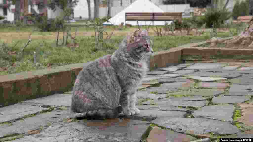 Кот в Бахчисарае
