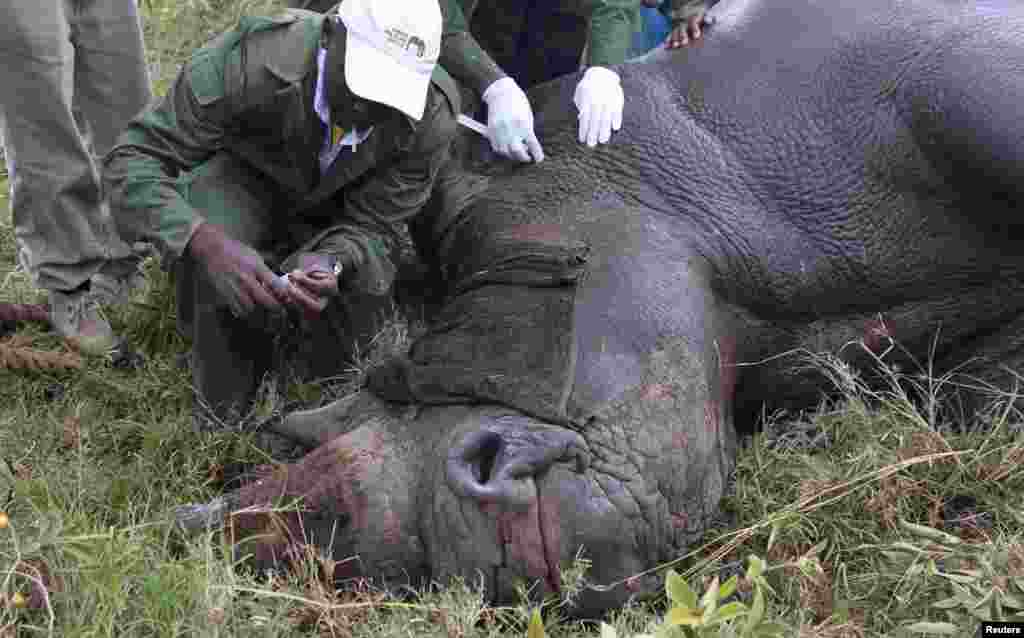 A Kenya Wildlife Service veterinarian prepares to fit a radio transmitter onto a tranquillised male white rhinoceros at the Lake Nakuru National park in Kenya&#39;s Rift Valley. (Reuters/Thomas Mukoya)