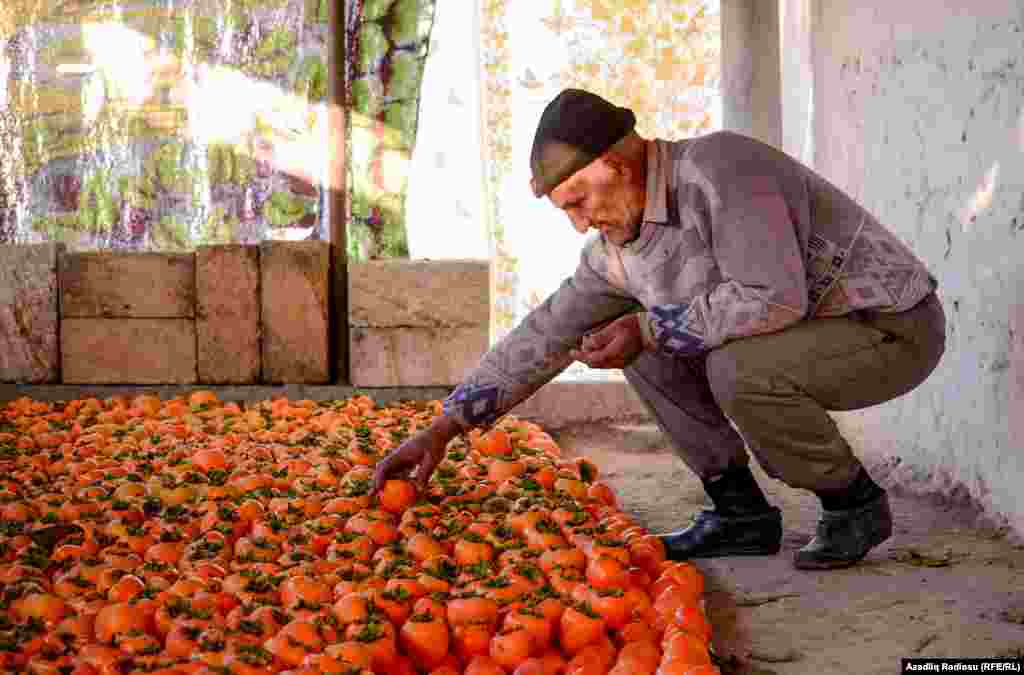 Ötən il bir sıra yeşik xurmanın qiyməti 2 manat idisə bu il 6-7 manat olacağını deyir Akif dayı.