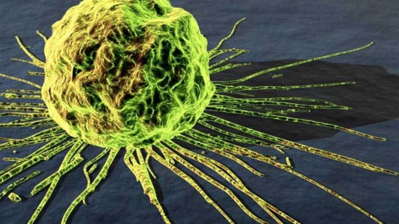 Навукоўцы адкрылі новы мэтад змаганьня імуннай сыстэмы з ракам