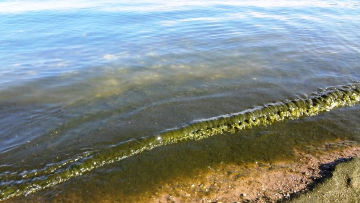 Известно что у прибрежных водорослей. Байкал водоросли спирогиры. Спирогира на Байкале. Спирогира Северобайкальск. Спирогира Байкал 2022.