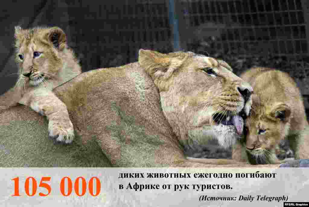 Большое число животных люди истребляют при помощи пуль, капканов и ловушек, ядов и прочих средств. 
