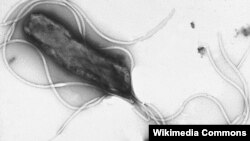 Гэтая бактэрыя лічыцца асноўным чыньнікам гастрыту і язвы страўніка.